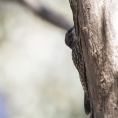 Cormobates leucophaea at Holt, ACT - 15 Mar 2021