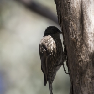 Cormobates leucophaea at Holt, ACT - 15 Mar 2021