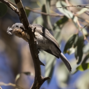 Myiagra rubecula at Holt, ACT - 15 Mar 2021