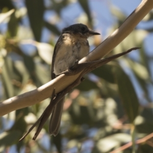 Myiagra rubecula at Holt, ACT - 15 Mar 2021