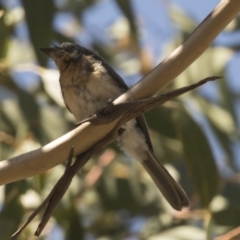 Myiagra rubecula at Holt, ACT - 15 Mar 2021