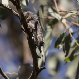 Myiagra rubecula at Holt, ACT - 15 Mar 2021