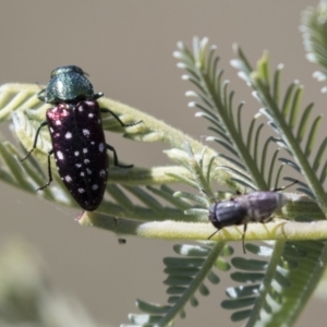 Diphucrania leucosticta at Holt, ACT - 15 Mar 2021