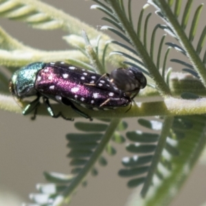 Diphucrania leucosticta at Holt, ACT - 15 Mar 2021