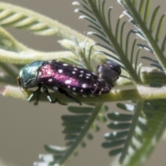 Diphucrania leucosticta at Holt, ACT - 15 Mar 2021