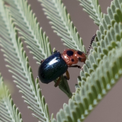 Calomela moorei (Acacia Leaf Beetle) at Holt, ACT - 15 Mar 2021 by AlisonMilton