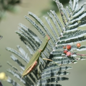 Orthodera ministralis at Holt, ACT - 15 Mar 2021