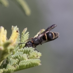 Eumeninae (subfamily) (Unidentified Potter wasp) at The Pinnacle - 15 Mar 2021 by AlisonMilton