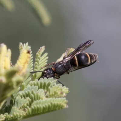 Eumeninae (subfamily) (Unidentified Potter wasp) at The Pinnacle - 15 Mar 2021 by AlisonMilton