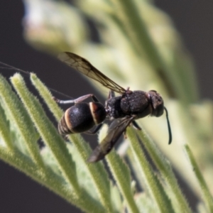 Eumeninae (subfamily) at Holt, ACT - 15 Mar 2021