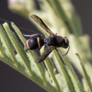 Eumeninae (subfamily) at Holt, ACT - 15 Mar 2021