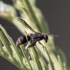 Eumeninae (subfamily) at Holt, ACT - 15 Mar 2021 11:42 AM