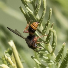 Cerceris sp. (genus) (Unidentified Cerceris wasp) at The Pinnacle - 15 Mar 2021 by AlisonMilton