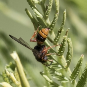 Cerceris sp. (genus) at Holt, ACT - 15 Mar 2021