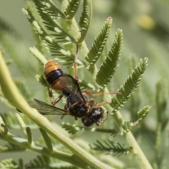 Cerceris sp. (genus) at Holt, ACT - 15 Mar 2021