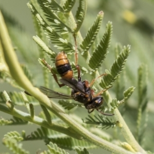 Cerceris sp. (genus) at Holt, ACT - 15 Mar 2021 12:01 PM