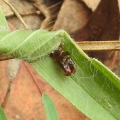 Lepidoptera unclassified IMMATURE (caterpillar or pupa or cocoon) at Queanbeyan West, NSW - 19 Mar 2021 by RodDeb