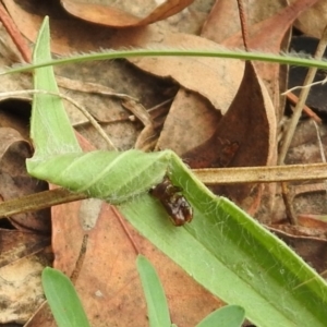 Lepidoptera unclassified IMMATURE at Queanbeyan West, NSW - 19 Mar 2021 03:50 PM