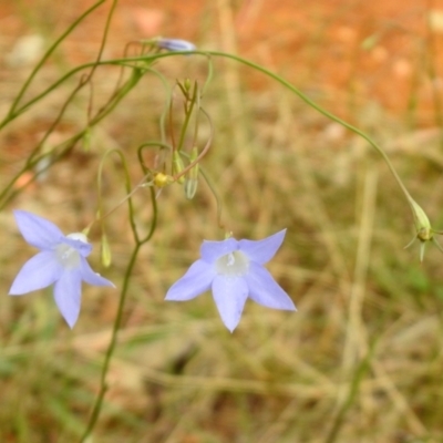Wahlenbergia sp. (Bluebell) at Queanbeyan West, NSW - 19 Mar 2021 by RodDeb