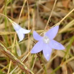 Wahlenbergia sp. at Queanbeyan West, NSW - 19 Mar 2021