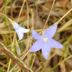 Wahlenbergia sp. at Queanbeyan West, NSW - 19 Mar 2021 03:24 PM