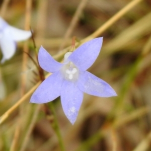 Wahlenbergia sp. at Queanbeyan West, NSW - 19 Mar 2021 03:24 PM