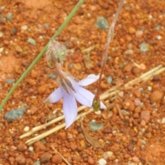 Wahlenbergia capillaris (Tufted Bluebell) at Queanbeyan West, NSW - 19 Mar 2021 by RodDeb