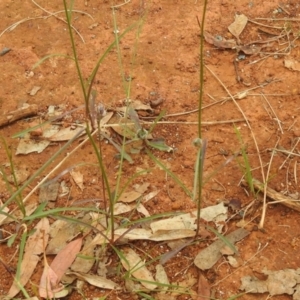 Wahlenbergia capillaris at Queanbeyan West, NSW - 19 Mar 2021