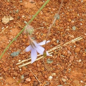 Wahlenbergia capillaris at Queanbeyan West, NSW - 19 Mar 2021