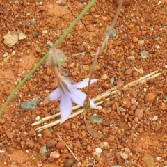 Wahlenbergia capillaris at Queanbeyan West, NSW - 19 Mar 2021