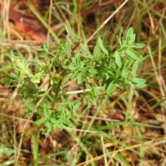 Hypericum perforatum (St John's Wort) at Queanbeyan West, NSW - 19 Mar 2021 by RodDeb