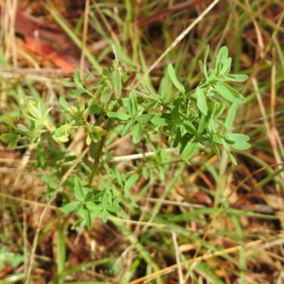 Hypericum perforatum (St John's Wort) at Queanbeyan Nature Reserve - 19 Mar 2021 by RodDeb