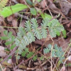 Acaena (genus) (A Sheep's Burr) at Queanbeyan West, NSW - 19 Mar 2021 by RodDeb