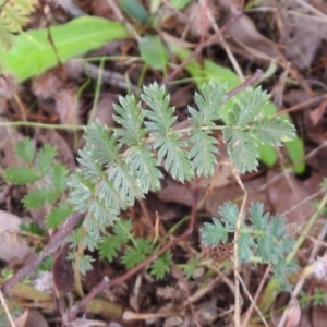 Acaena (genus) at Queanbeyan West, NSW - 19 Mar 2021