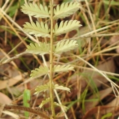 Acaena sp. at Queanbeyan West, NSW - 19 Mar 2021