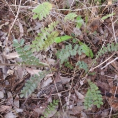 Acaena (genus) at Queanbeyan West, NSW - 19 Mar 2021 03:28 PM