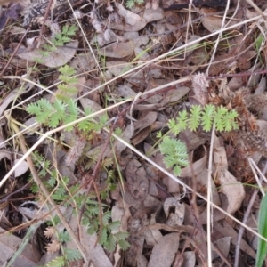 Acaena (genus) at Queanbeyan West, NSW - 19 Mar 2021 03:28 PM