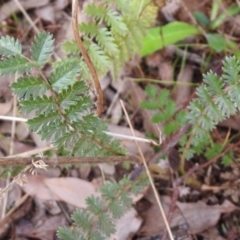 Acaena (genus) at Queanbeyan West, NSW - 19 Mar 2021