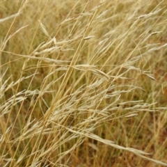 Austrostipa bigeniculata (Kneed Speargrass) at Queanbeyan West, NSW - 19 Mar 2021 by RodDeb