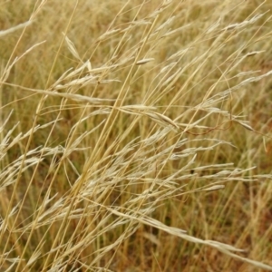 Austrostipa bigeniculata at Queanbeyan West, NSW - 19 Mar 2021 03:30 PM