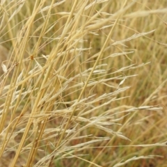 Austrostipa bigeniculata at Queanbeyan West, NSW - 19 Mar 2021 03:30 PM