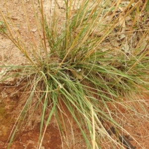 Austrostipa bigeniculata at Queanbeyan West, NSW - 19 Mar 2021