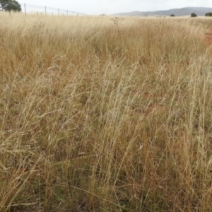 Austrostipa bigeniculata at Queanbeyan West, NSW - 19 Mar 2021 03:30 PM