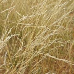 Austrostipa bigeniculata at Queanbeyan West, NSW - 19 Mar 2021 03:30 PM