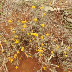 Chrysocephalum apiculatum at Queanbeyan West, NSW - 19 Mar 2021