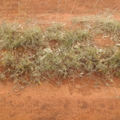 Chrysocephalum apiculatum at Queanbeyan West, NSW - 19 Mar 2021