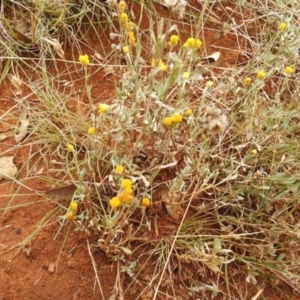 Chrysocephalum apiculatum at Queanbeyan West, NSW - 19 Mar 2021