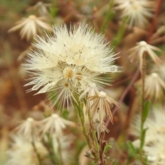 Vittadinia cuneata var. cuneata (Fuzzy New Holland Daisy) at Queanbeyan West, NSW - 19 Mar 2021 by RodDeb