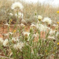 Vittadinia cuneata var. cuneata at Queanbeyan West, NSW - 19 Mar 2021