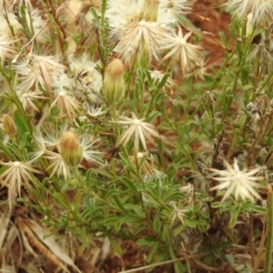 Vittadinia cuneata var. cuneata at Queanbeyan West, NSW - 19 Mar 2021